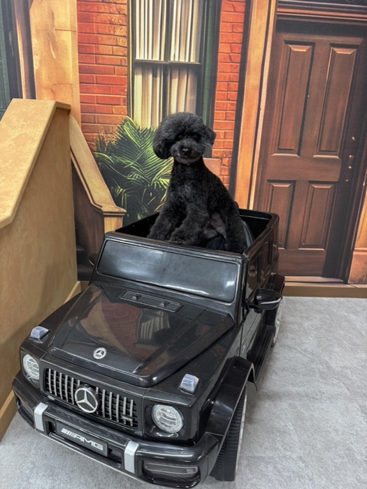 TETO STREETのマスコット犬