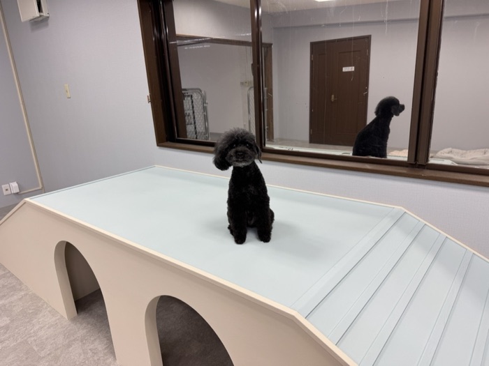 TETO STREETのマスコット犬